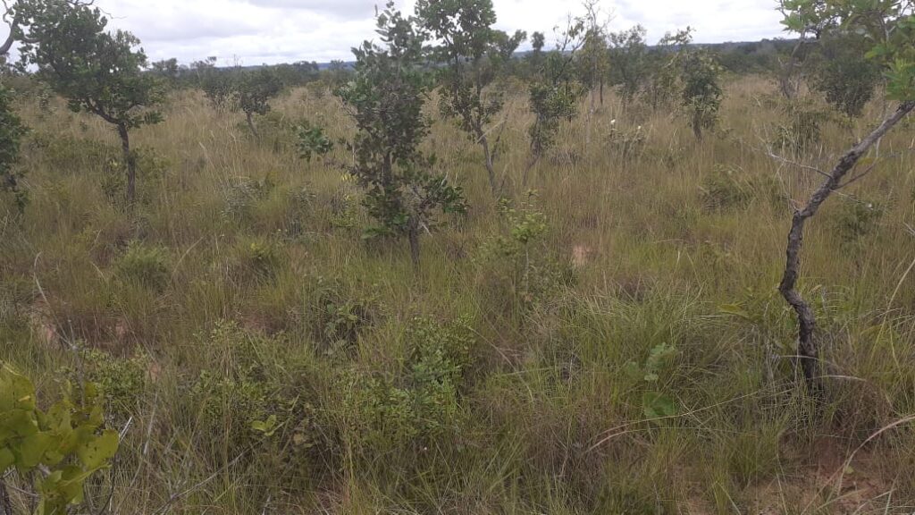 FAZENDA  Àrea de 221,28 Hectares